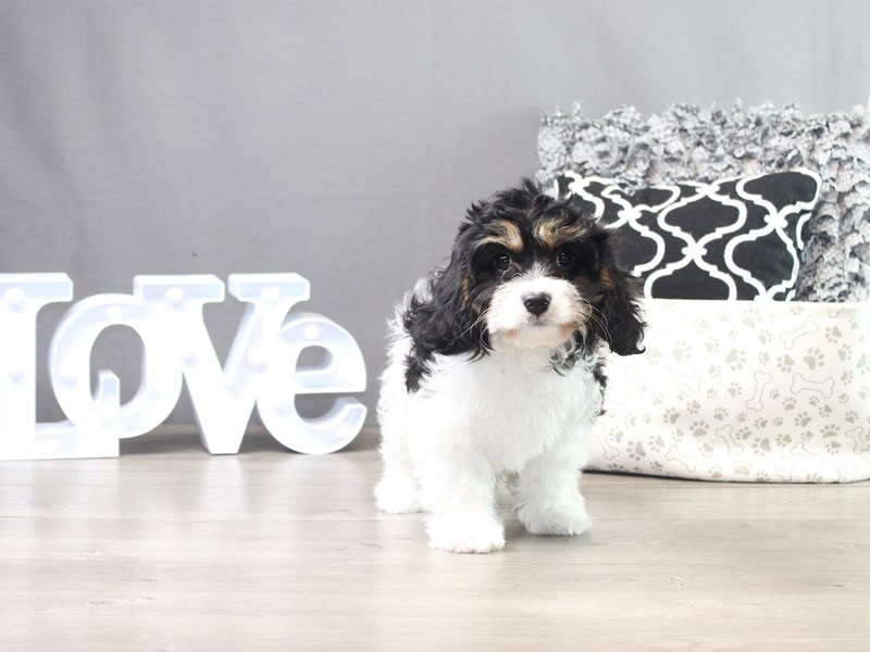 Cavachon