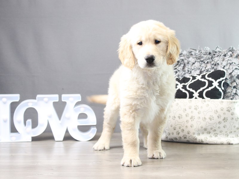 Golden Retriever