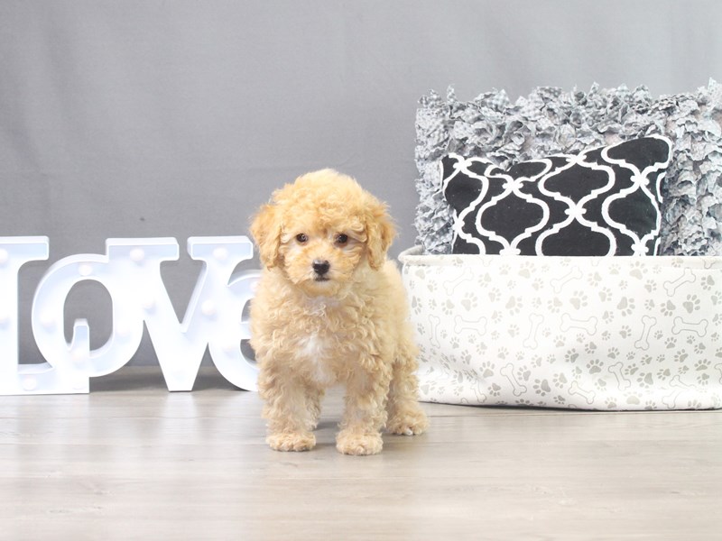 Poodle