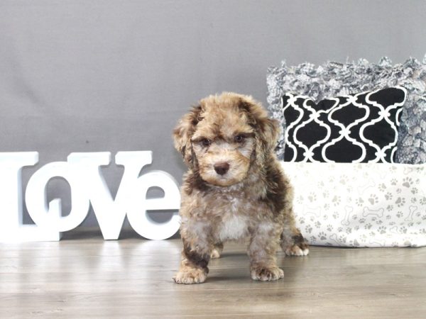Mini Labradoodle Small Animal Blue Merle ID:19331 Located at Petland ...