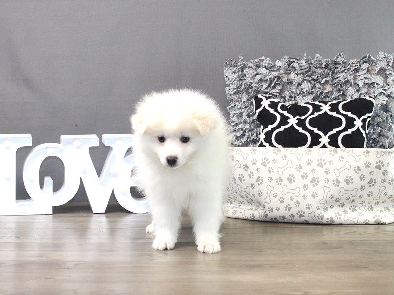American Eskimo Dog