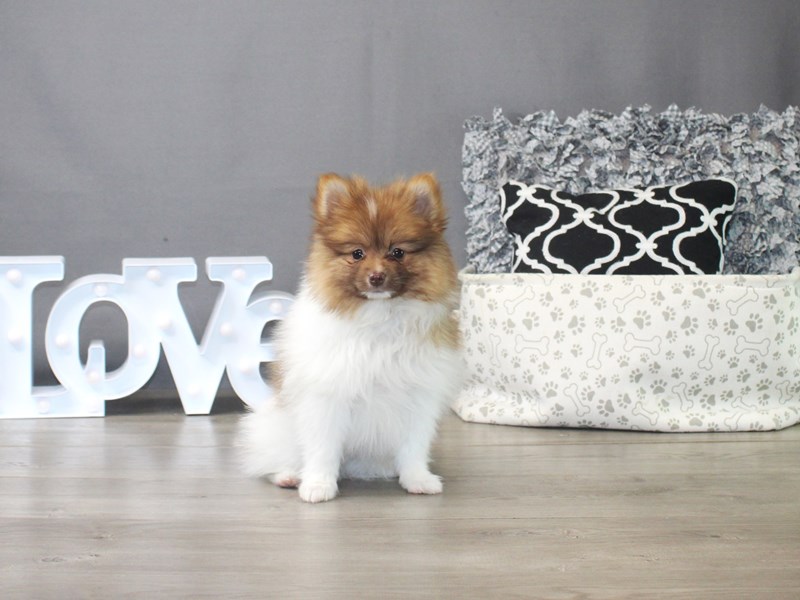 Pomeranian