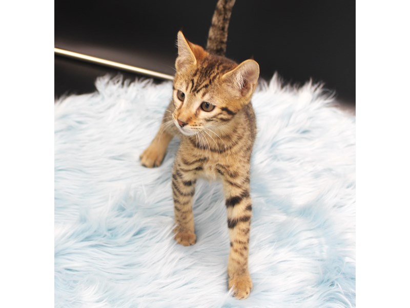 Savannah Cat