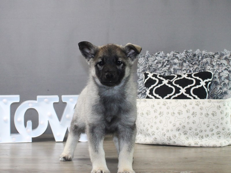 Norwegian Elkhound