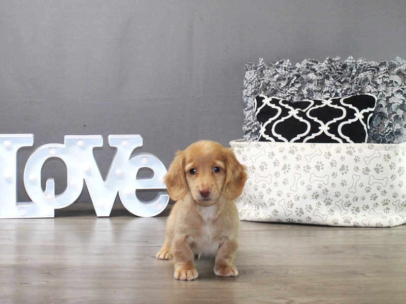 Dachshund