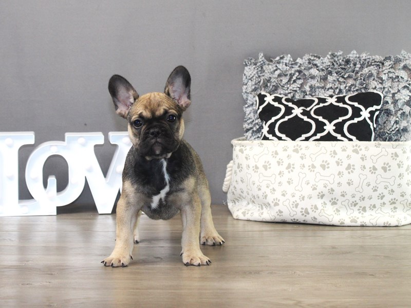 French Bulldog – Mocha