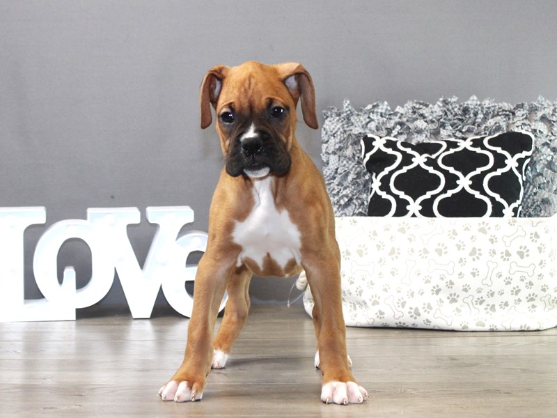 Boxer