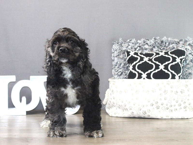 Cocker Spaniel