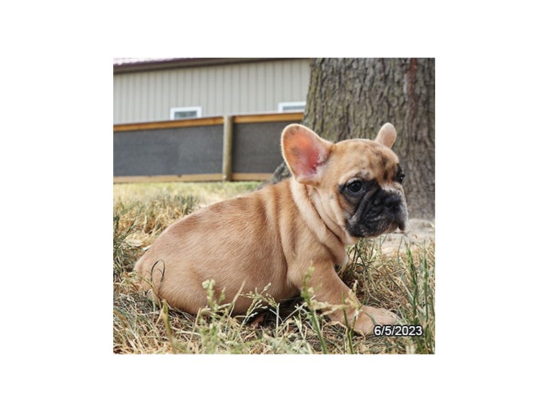 French Bulldog – Mack