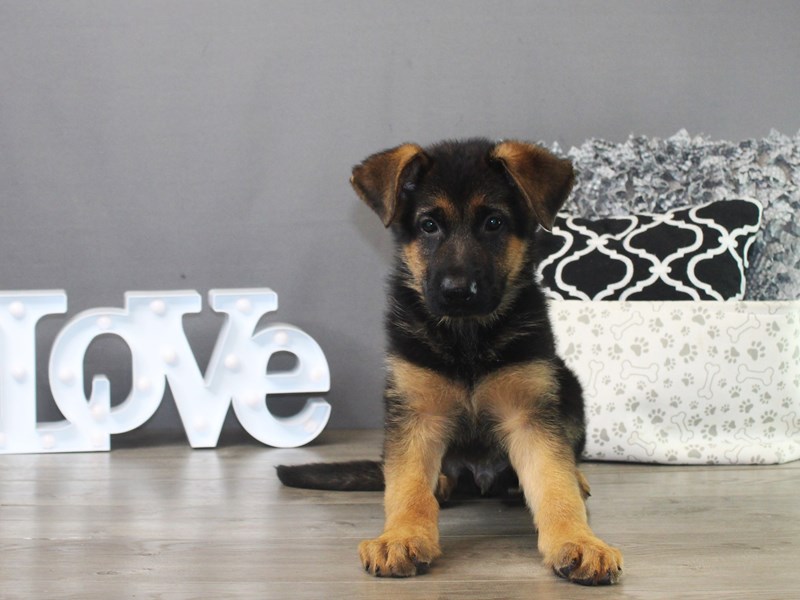 German Shepherd Dog