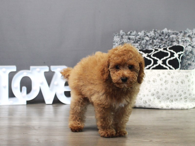 Poodle – Pilot