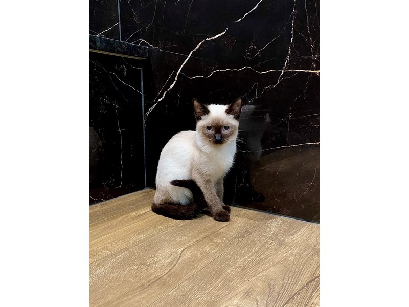 Siamese
