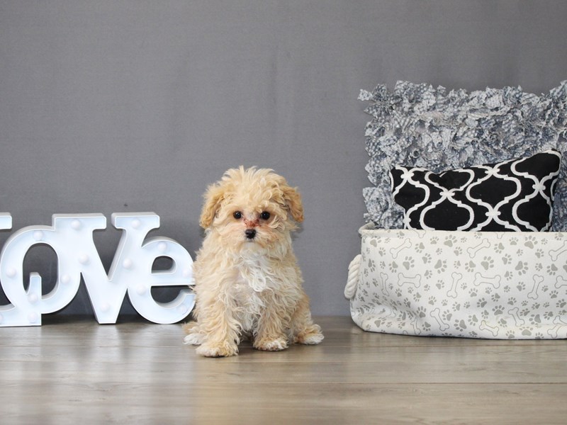 Maltipoo – 21174