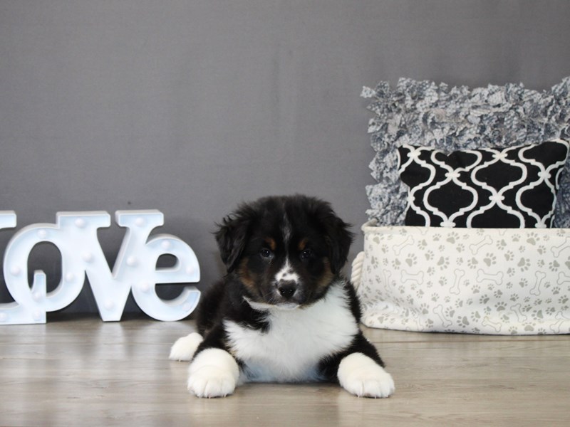 Miniature American Shepherd – 21158