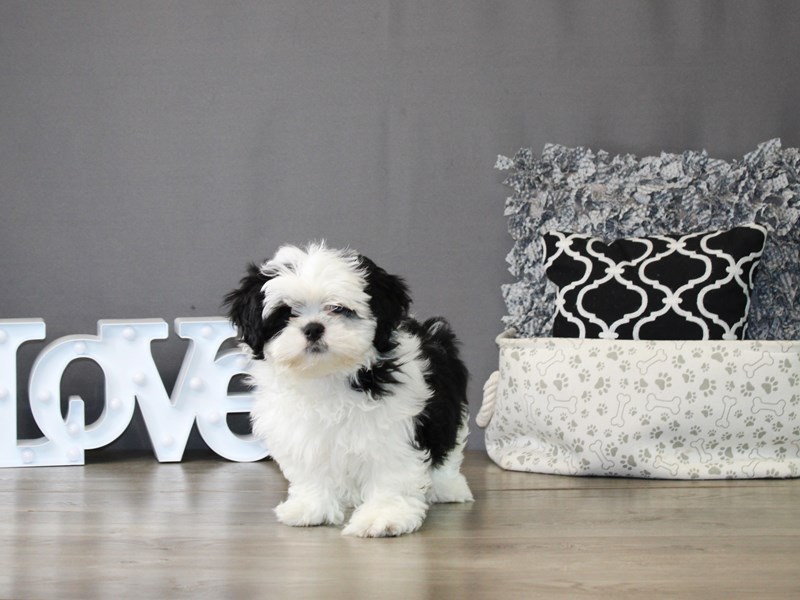 Lhasa Apso – 21156