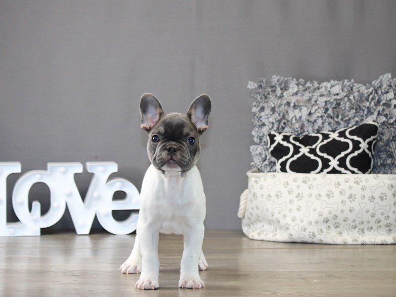 French Bulldog – 21204
