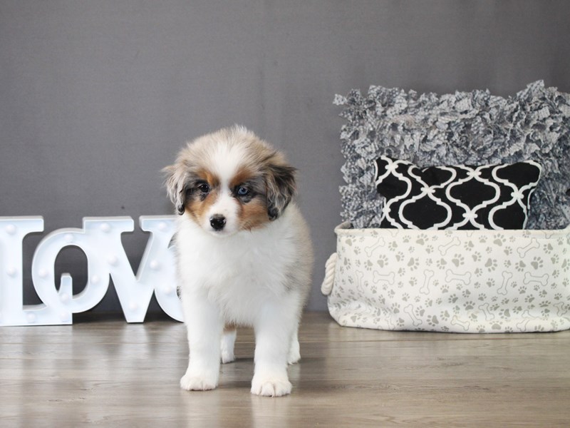 Miniature American Shepherd – 21263