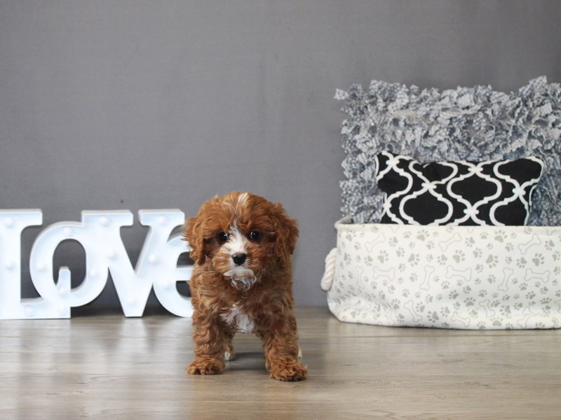 Cavapoo – 21262