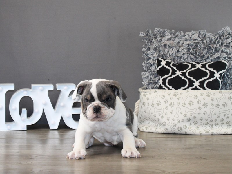 English Bulldog – 21258