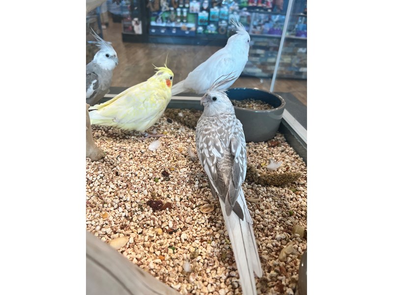 Cockatiel - B3