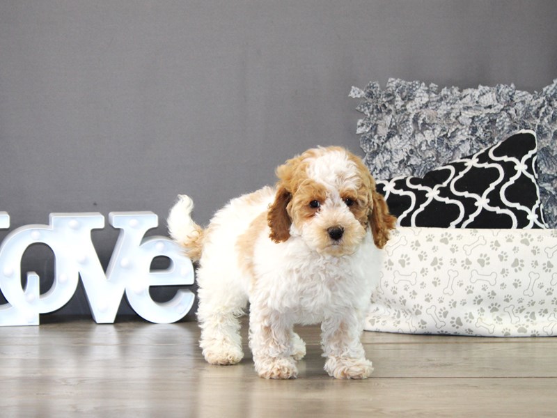 Cockapoo – 21082