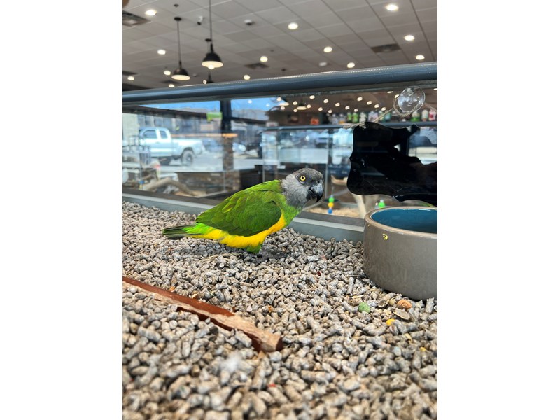 Senegal Parrot - B253