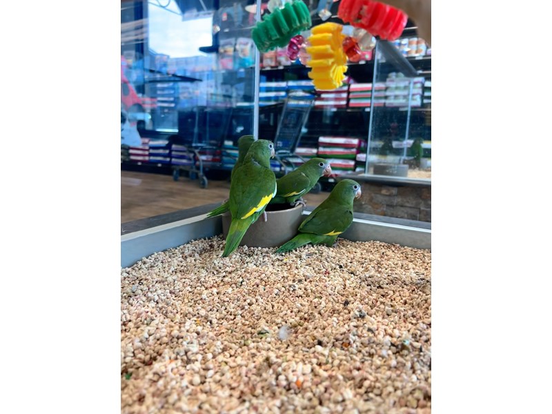 Canary Winged Bee Bee Parakeet - B8