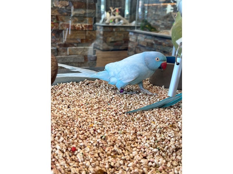 Indian Ringneck Parakeet - B255