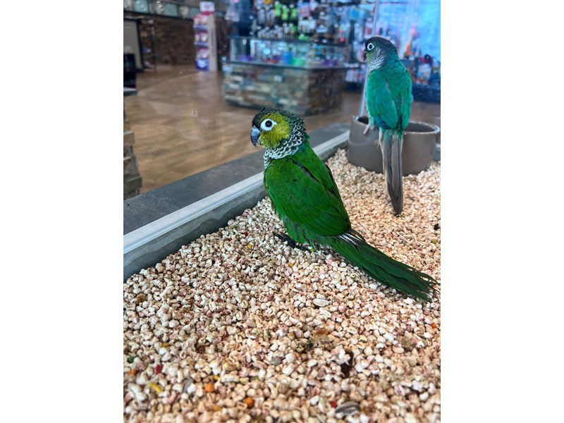 Black Capped Conure - B247