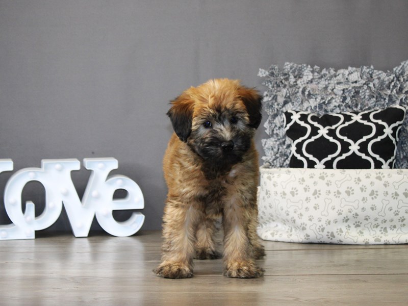 Soft Coated Wheaten Terrier – 21146