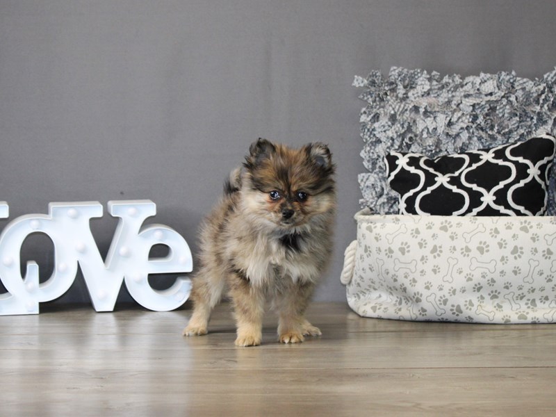 Pomeranian – 21162