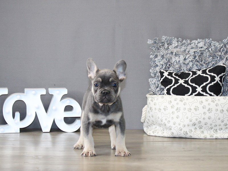 French Bulldog – 21185