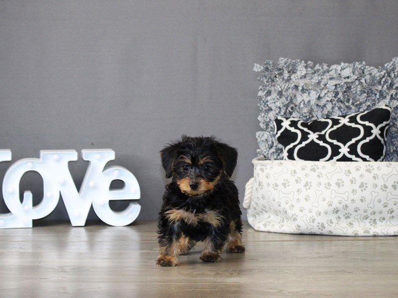 Dorkie – 21182