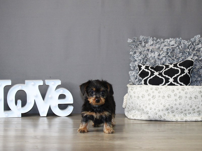 Dorkie – 21181