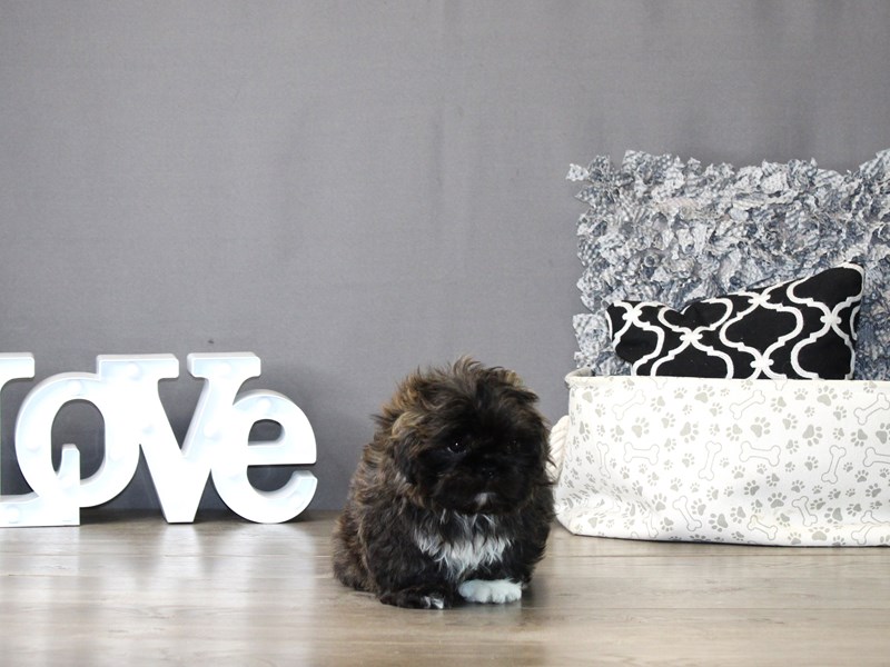 Shih Tzu – 21209