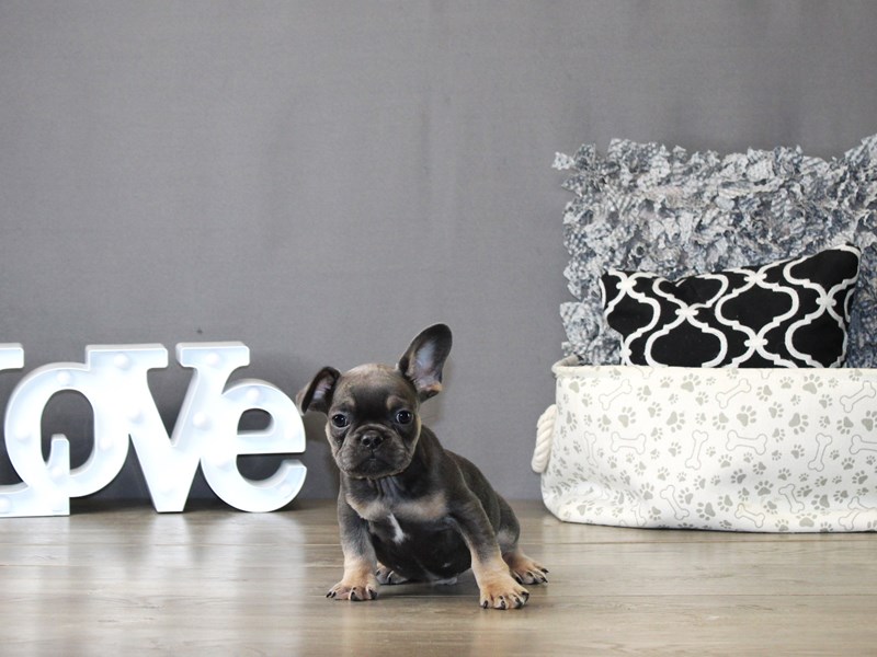 French Bulldog – 21205