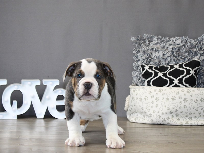Beabull Bulldog – 21210