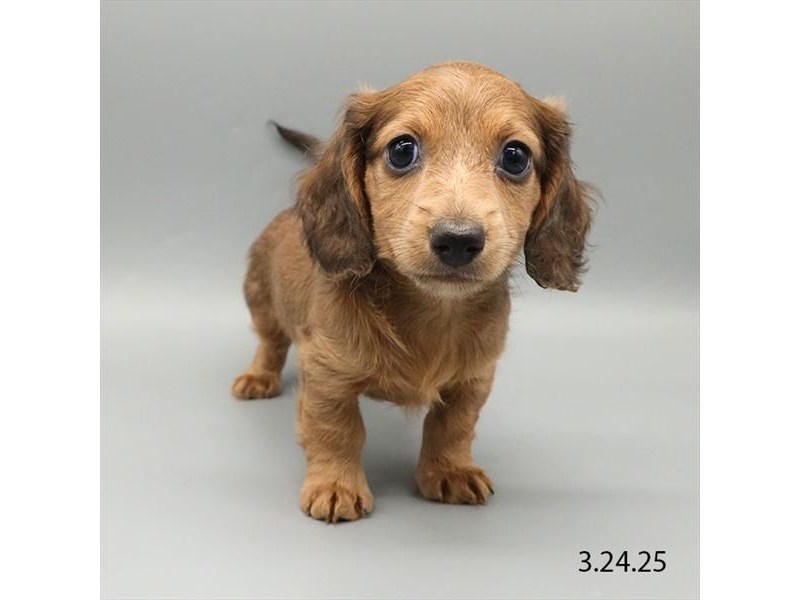 Dachshund – 21222