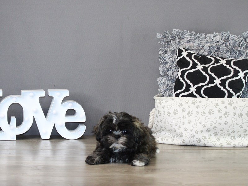 Shih Tzu – 21225