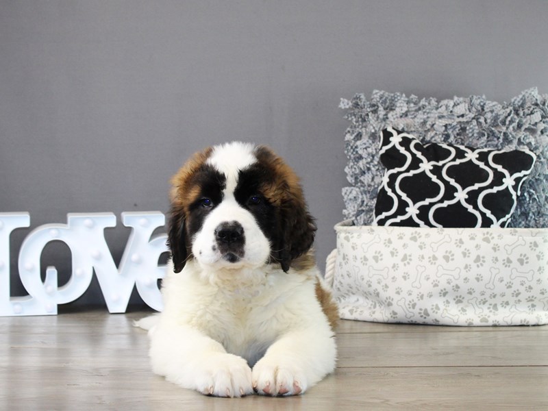 Saint Bernard – 21223