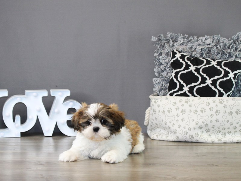 Shih Tzu – 21217
