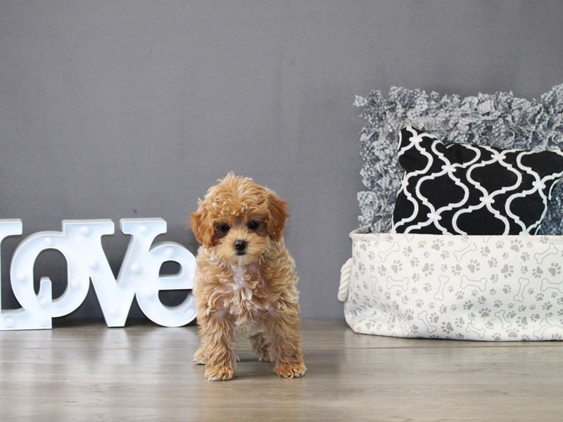 Mini Goldendoodle – 21215