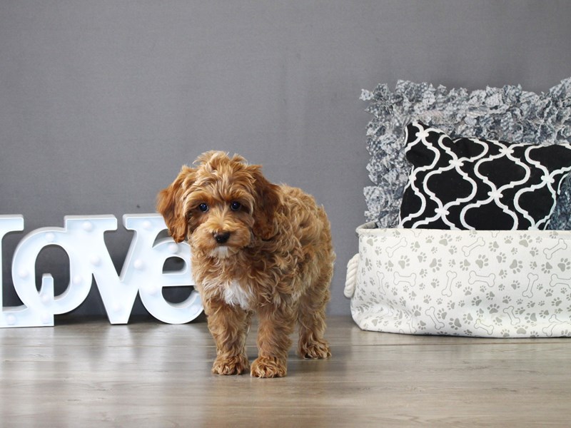 Cockapoo – 21214