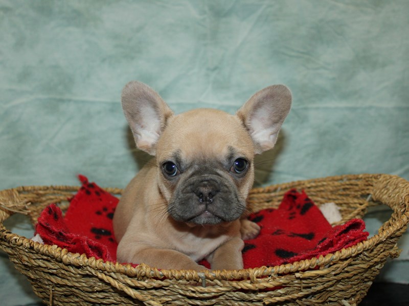 French Bulldog – 21289