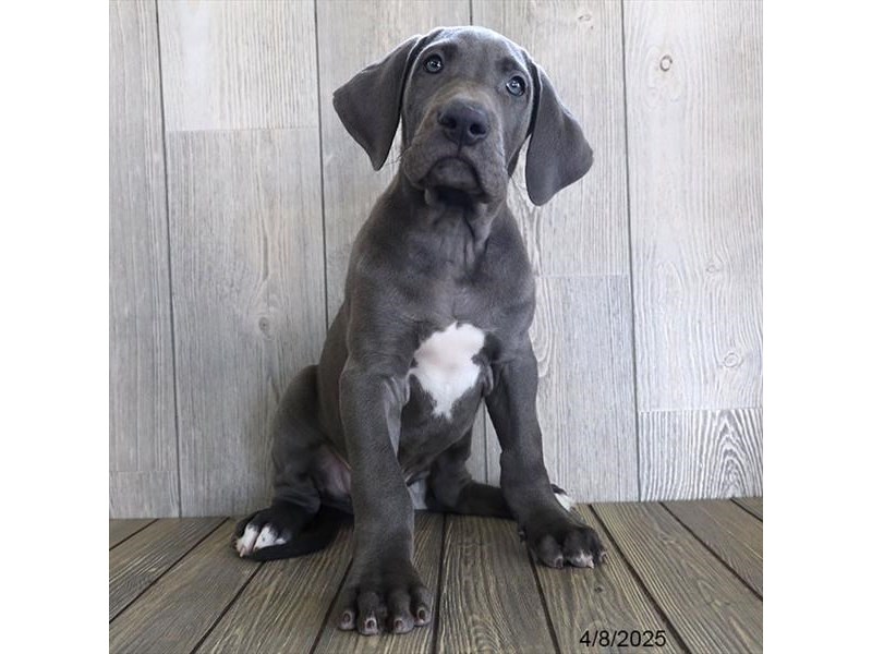 Great Dane – 21230