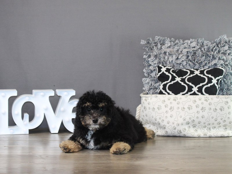 Miniature Aussiedoodle – 21249