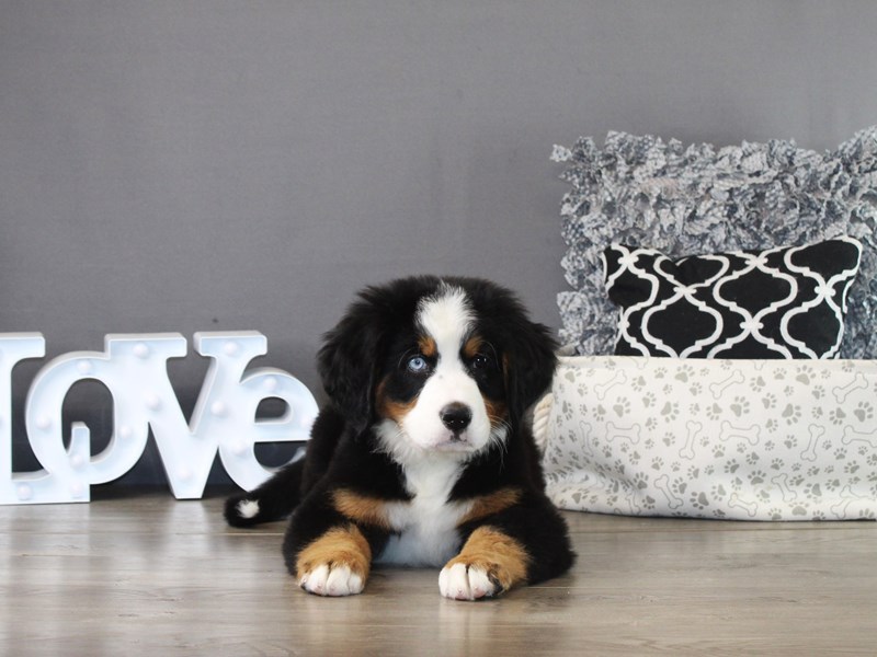 Bernese Mountain Dog – 21247