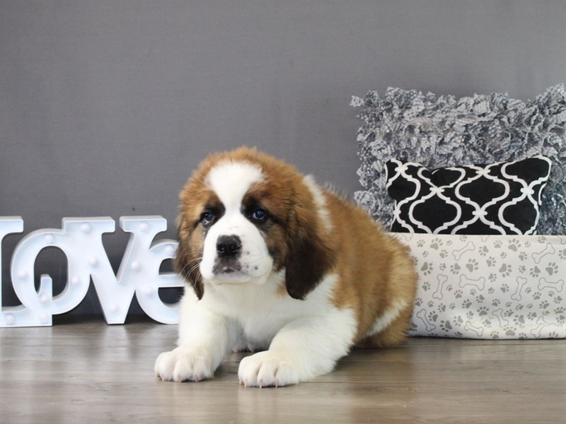 Saint Bernard – 21244