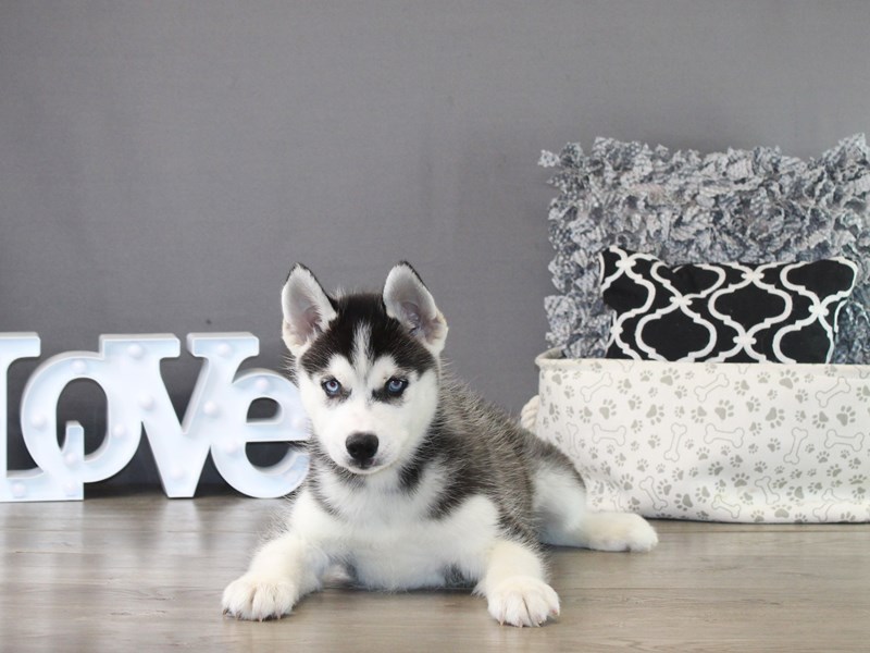 Siberian Husky – 21242