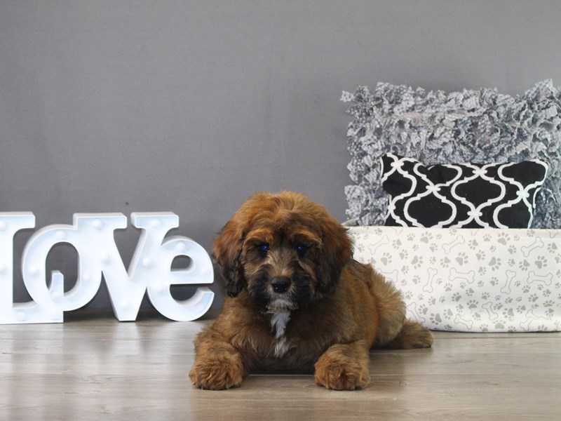 Whoodle – 21240